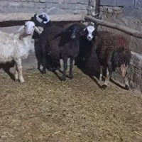 بز-گوسفنده-بره|حیوانات مزرعه|بروجرد, |دیوار