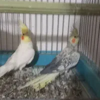 یک جفت نرو ماده عروس مولد به شرط