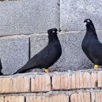 کبوتر زاغ آبادانی