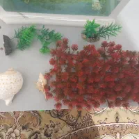 وسایل آکواریوم