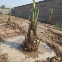 جهرمی|گل و گیاه طبیعی|جهرم, |دیوار