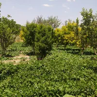 زمین زراعی و باغ|فروش زمین و ملک کلنگی|تهران, صفا|دیوار