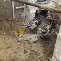 ۲مرغ یه خروس مینیاطوری پولک منظم