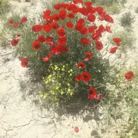 زمین زراعی فروشی باغ