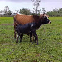 گاو وگوساله نر|حیوانات مزرعه|گوراب زرمیخ, |دیوار