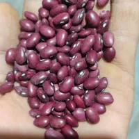 لوبیا|عمده‌فروشی|اراک, |دیوار