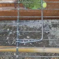 فروش مرغ عشق بالغ|پرنده|داراب, |دیوار