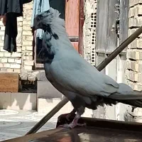 کبوتر دنبی|پرنده|شادگان, |دیوار