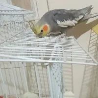 فروش عروس هلندی