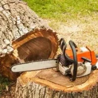 برش وهرس تخصصی درخت خریدارچوب درخت چنار تبریزی کاج