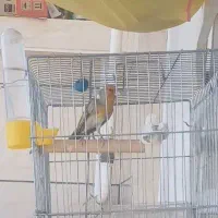 ۲عدد سهره قناری یکی دهن لر نر مست سیرجان