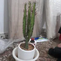 با سلام فروشی ب قیمت