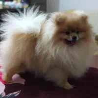 توله پامرانین خرسی بوفیس|سگ|شهریار, شهریار|دیوار