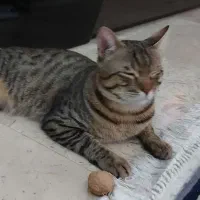گربه ۱۱ ماهه خانگی  واگذار می شود