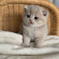 ۴ گربه بریتیش ۷۰ روزه