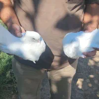 کبوتر سفید نوک و چشم سفید کاکلی