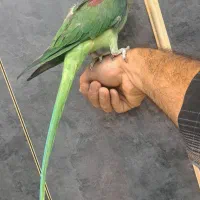 شاهطوطی شاه طوطی