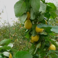 نهال به سیب پیوندی|خدمات باغبانی و درختکاری|نائین, |دیوار