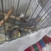 عروس هلندی|پرنده|کهریزک, |دیوار