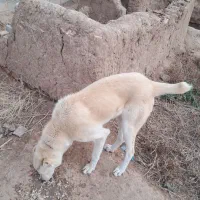 سگ ماده ۸ ماهه هنوز ب فل نیامده د