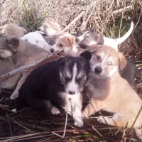 توله هاسکی . یه تومان..