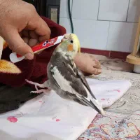 پرنده گمشده