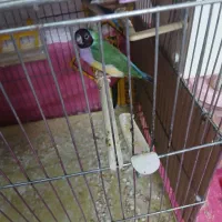 فنج گلدین|پرنده|قم, کلهری|دیوار