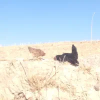 مرغ|حیوانات مزرعه|جوانرود, |دیوار