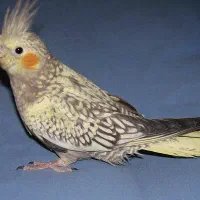 عروس هلندی نرو ماده|پرنده|باسمنج, |دیوار