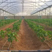 بازاریاب و کارشناس کشاورزی برای فروش کود ارگانیک