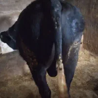 فروش یک عدد گوساله سیمینتال