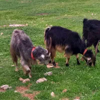 بز ترکی اصیل بهمن بیگی