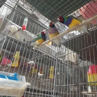 فنچ گلدین بالغ|پرنده|لاهیجان, یحی آباد|دیوار