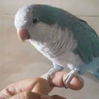 طوطی راهب کاملا دستی وسالم سخن گو درحد