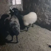 شیشک شالی|حیوانات مزرعه|رامند, |دیوار