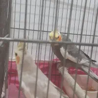 عروس هلندی|پرنده|رشت, شهرک شهید مفتح|دیوار