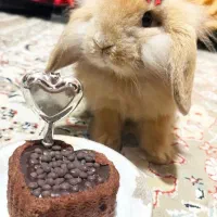 خرگوش مینی لوپ