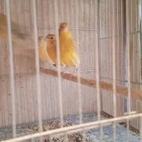 قناری ماده آماده