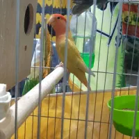 طوطی کوتوله مولد