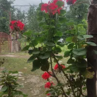 اجاره-روزانه-هفتگی