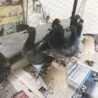 کبوتر های اردبیل فروشی ناب