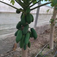 فروش میوه  و نهال پاپایا