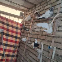فروش کبوتر|پرنده|اصفهان, پوریای ولی|دیوار