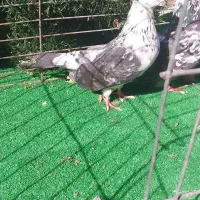 کبوتر تخمی|پرنده|رشت, پیرکلاچای|دیوار