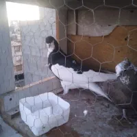 شصتی سیاه نرمست|پرنده|قزوین, |دیوار