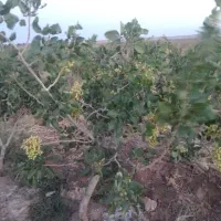 فروش ویژه باغ پسته رشتخوار|فروش زمین و ملک کلنگی|رشتخوار, |دیوار