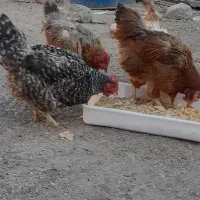 مرغ تخم گزار|حیوانات مزرعه|سده (خراسان جنوبی), |دیوار