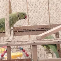 طوطی ملنگو|پرنده|سراوان, |دیوار