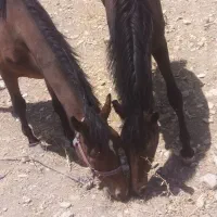 کره اسب
