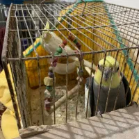 طوطی عروس|پرنده|کوچصفهان, |دیوار